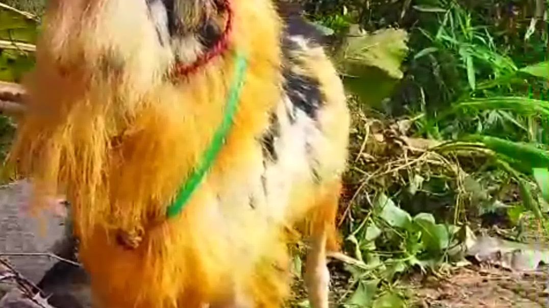 ⁣Mendha boda video//sheep farming//pet and animals