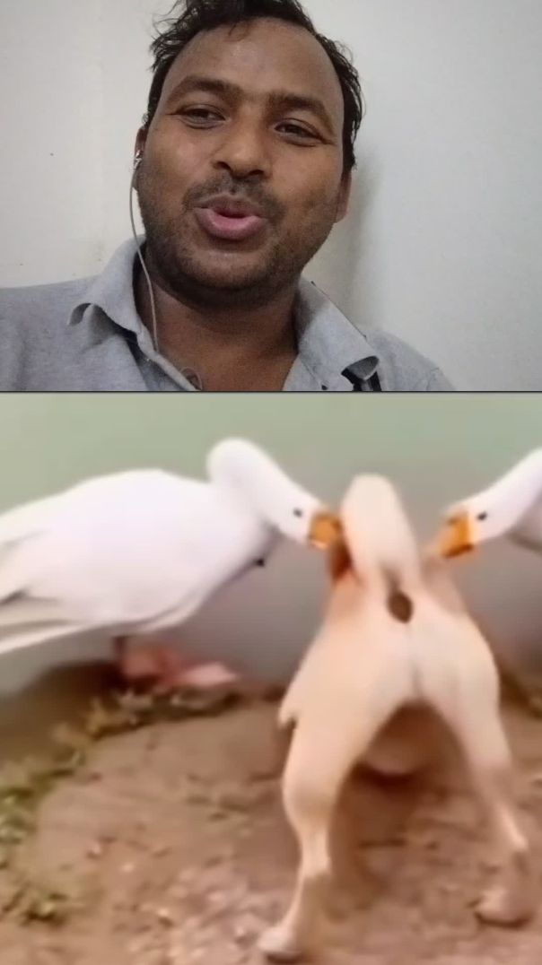 बत्तख और कुत्ते की लड़ाई