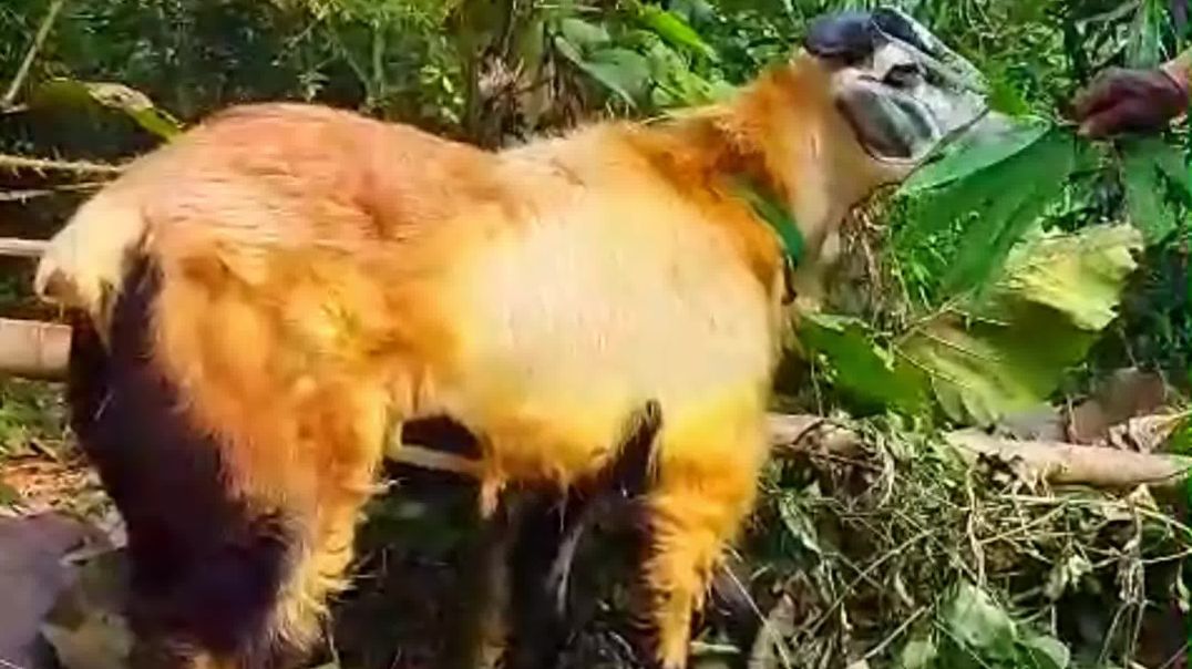 ⁣Mendha palan//sheep farming video