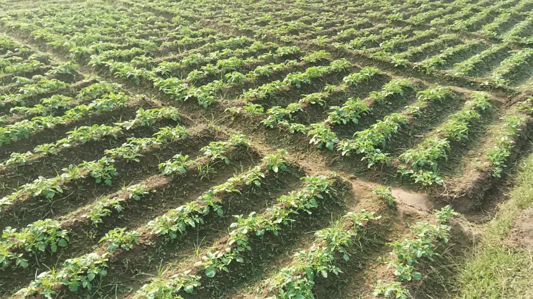 ⁣आलू का creator का मेहनत देखो 2025