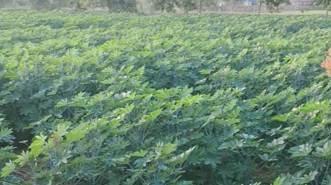 ⁣Khedut #Farmer #farming #trending #shorts