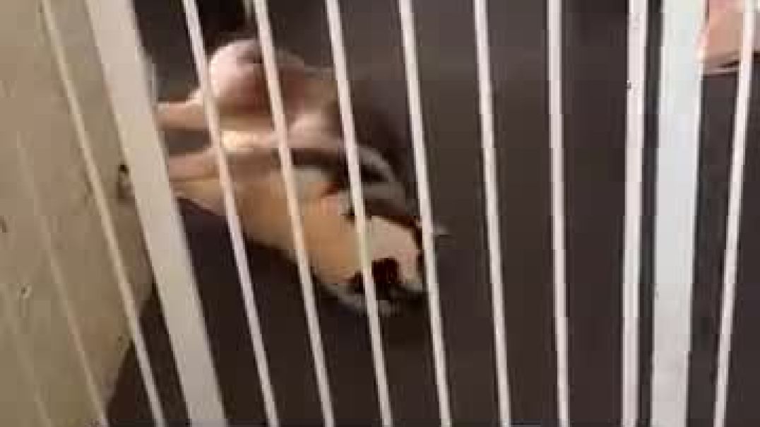 Dramatic husky #funny # dogeshbhai