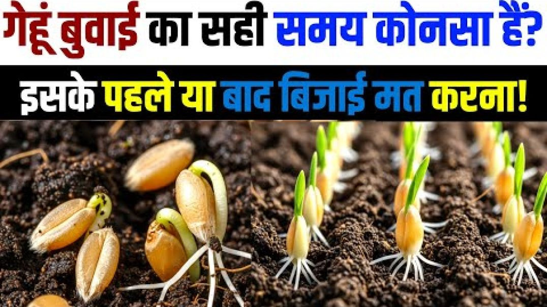 गेहूं बोने का 'गोल्डन टाइम' ｜ अगेती vs पछे (4)