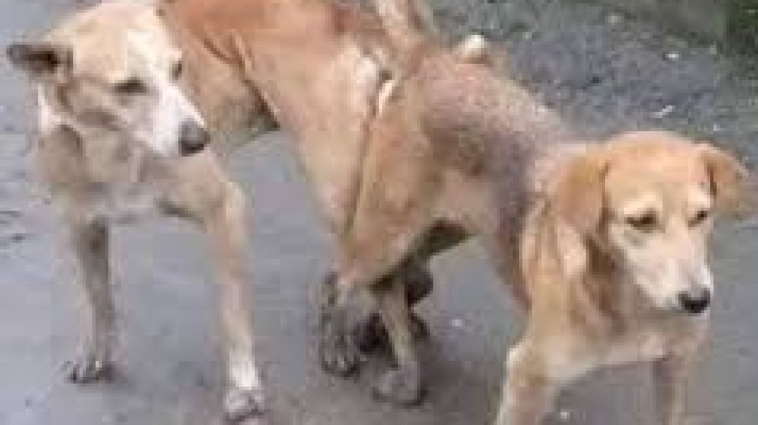 ⁣Dog Meeting for the First Time || The Desi Pets Meeting😱 #dogmeeting