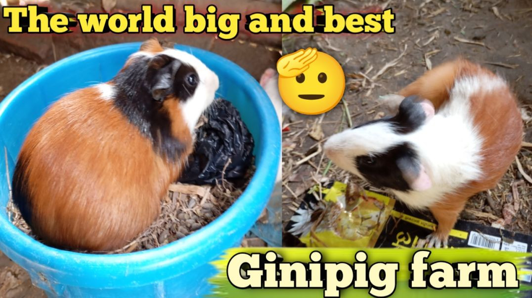 InShot_20251123_084928600