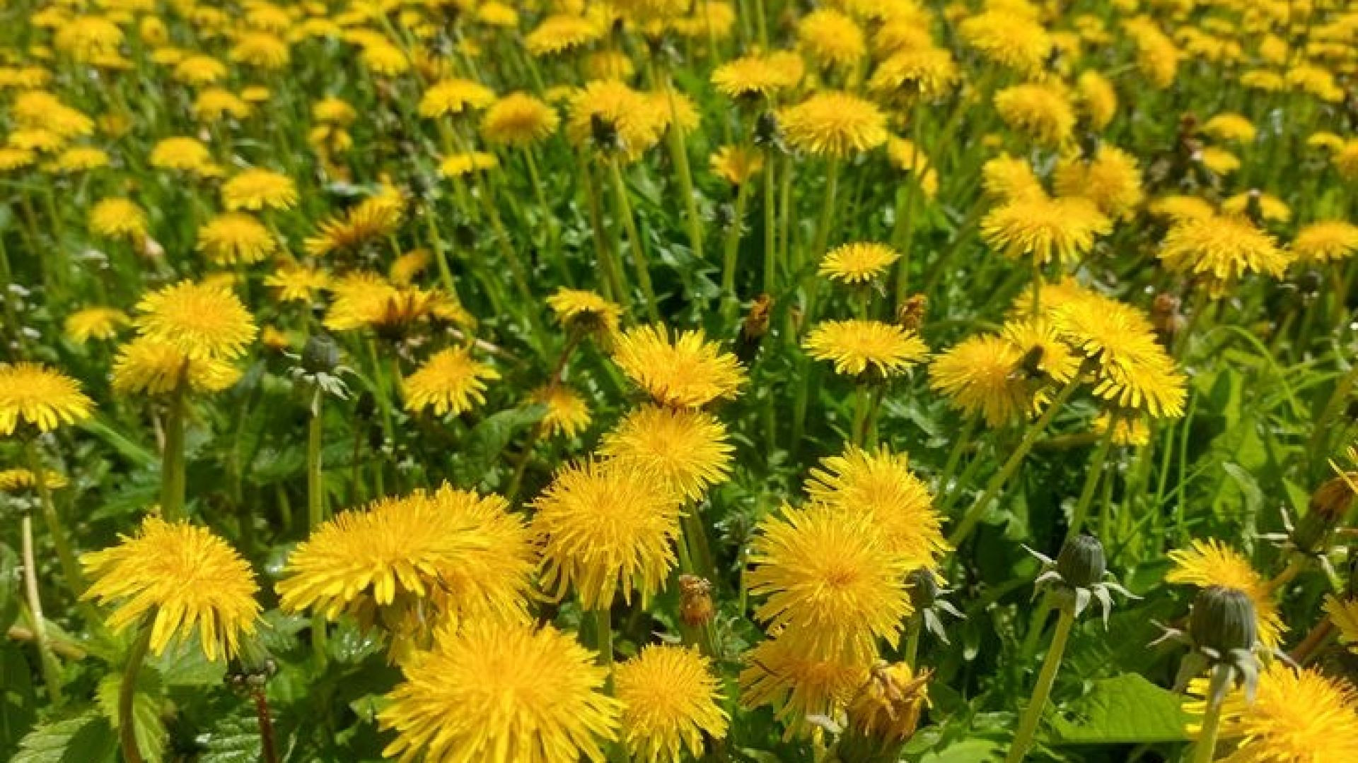 सिंहपर्णी फूल (Dandelion) #shorts #short #shortvideo #shortsfeed #flowers #health
