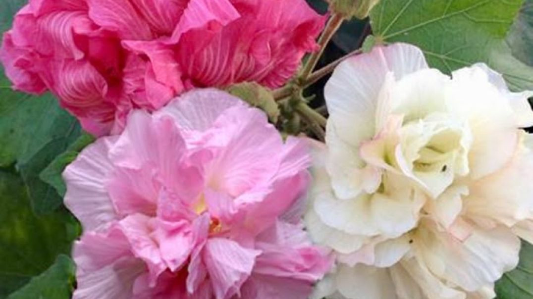 🌺 Hibiscus Mutabilis (हिबिस्कस म्यूटैबिलिस)