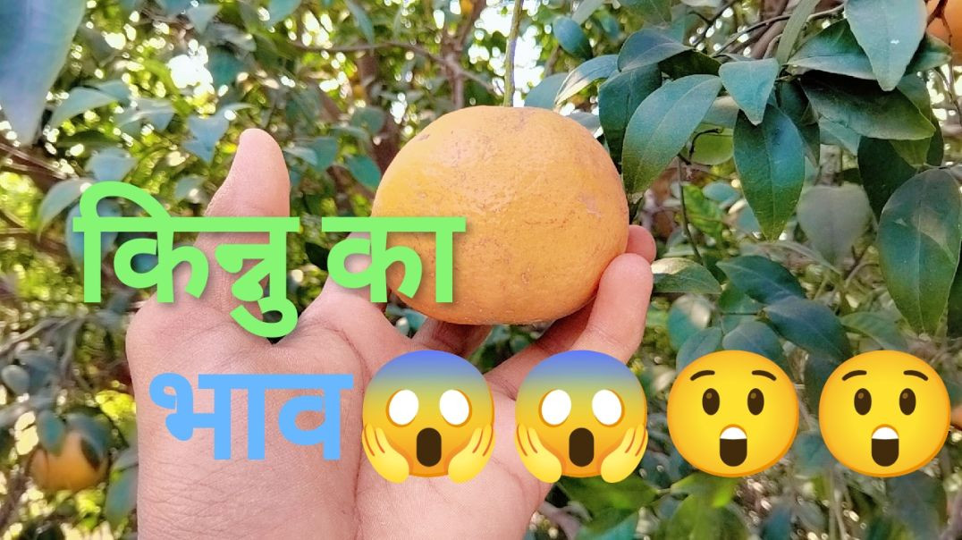 ⁣किन्नु का भाव 😲😲😲😱😱 ये वीडियो आपके लिए है। जल्दी देखें...😯😯 #farminglife#farmervideo#trendingvideo  farmer video farm