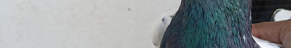 राहुल शर्मा 