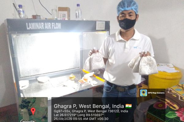 At mushroom spawn Labouratory