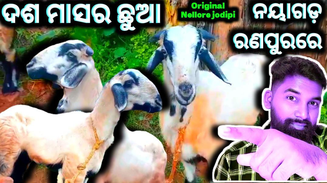 ⁣Original Nellore jodipi sheep kids//sheep farming