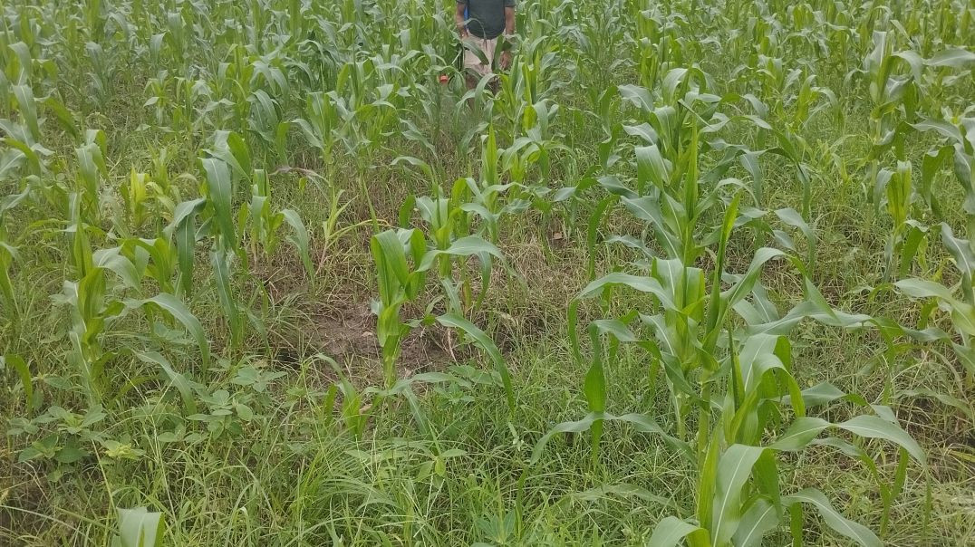 Shandar🦅🦅 look