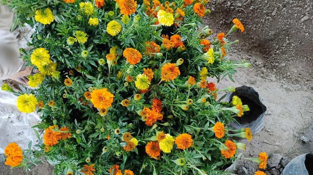 Jay_Shri_Ram_rail_💯🥱🥱👏👏👏👏👏(360p)