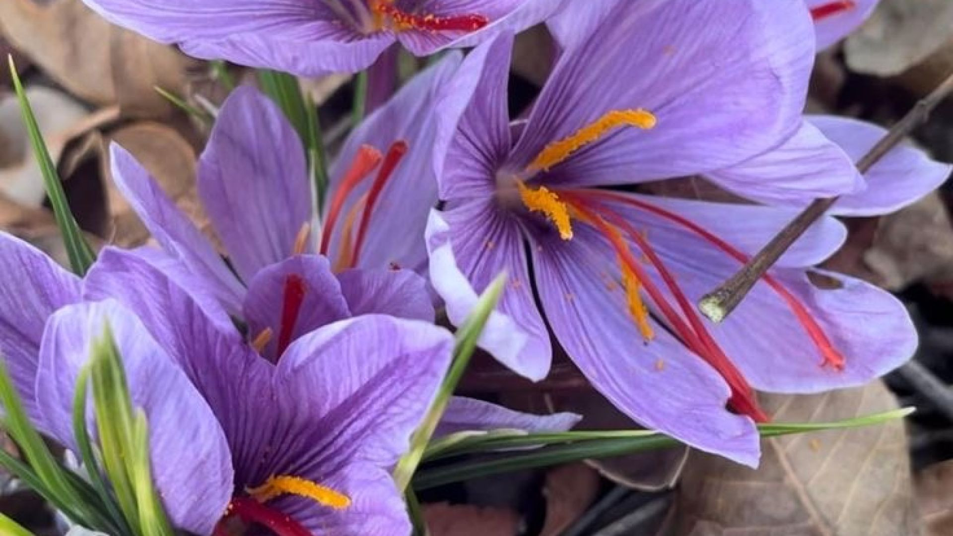 ⁣केसर फूल (Saffron Flower) – सुगंध और संपन्नता का प्रतीक