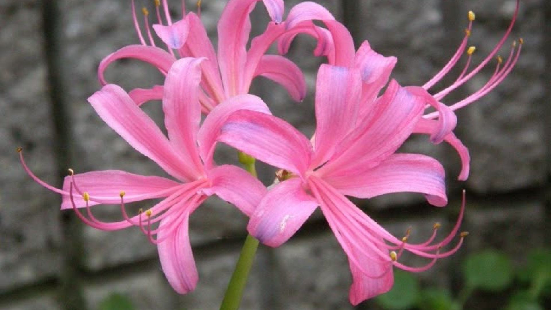 स्पाइडर लिली फूल (Hymenocallis littoralis) #shorts #short #shortvideo #shortsfeed #flowers