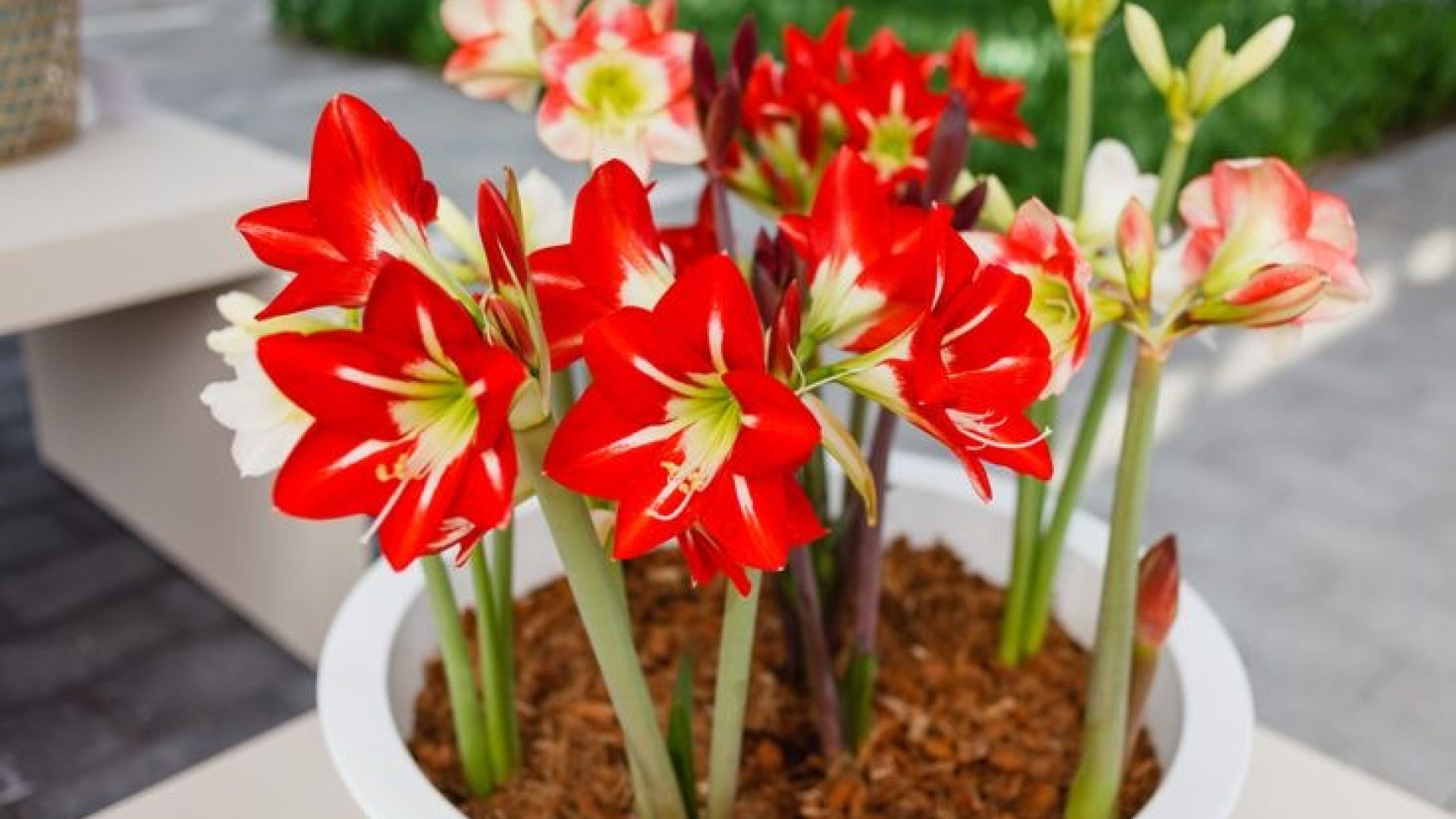 एमेरिलिस फूल – सुंदरता और रंगों का अद्भुत संगम | Amaryllis Flower