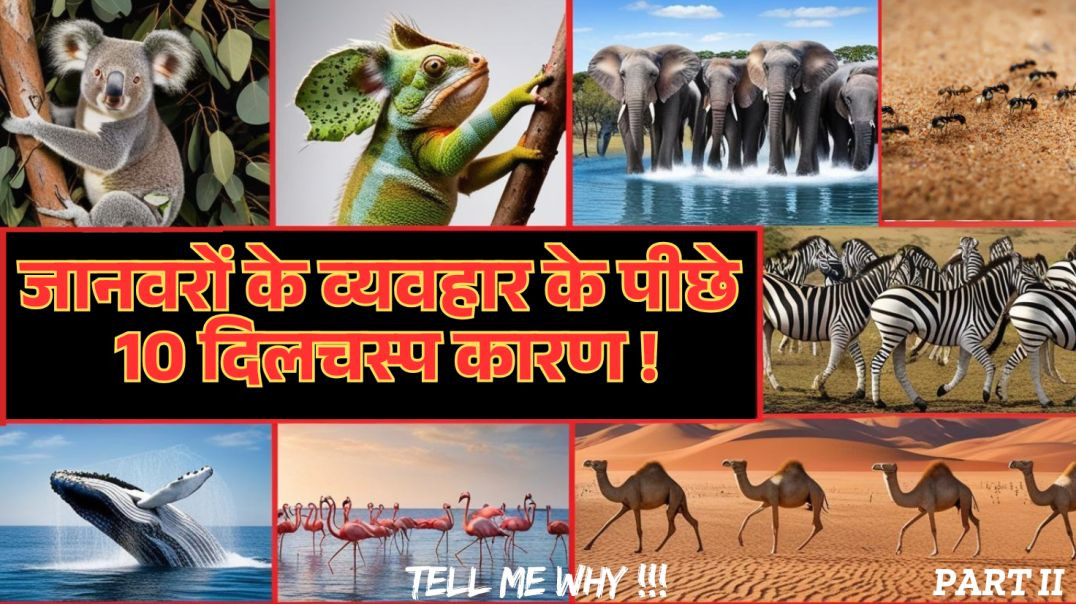 जानवरों के व्यवहार के पीछे 10 दिलचस्प कारण ! 10 Fascinating Animal Behaviours, Part II