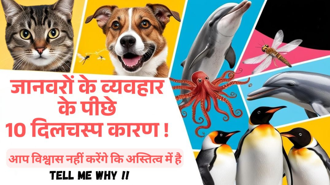 जानवरों के व्यवहार के पीछे 10 दिलचस्प कारण ! Tell me why. Fascinating Animal Behaviours