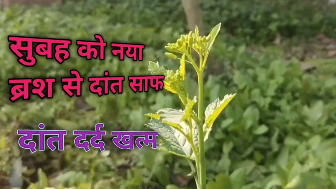 ⁣सुबह को नया ब्रश से दांत साफ