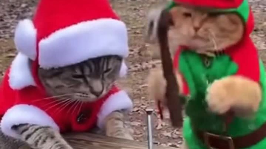 ⁣Merry Christmas 🎄🎁 cat 🐈😺