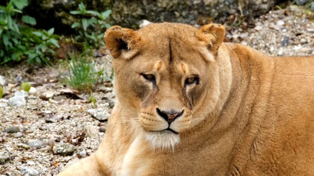 ⁣Lion  Beautiful aninal 4k Ultra Video