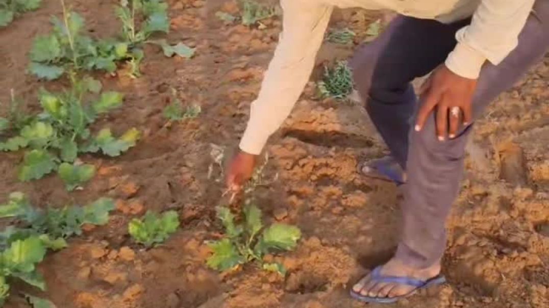 VID_20251130_074533_685