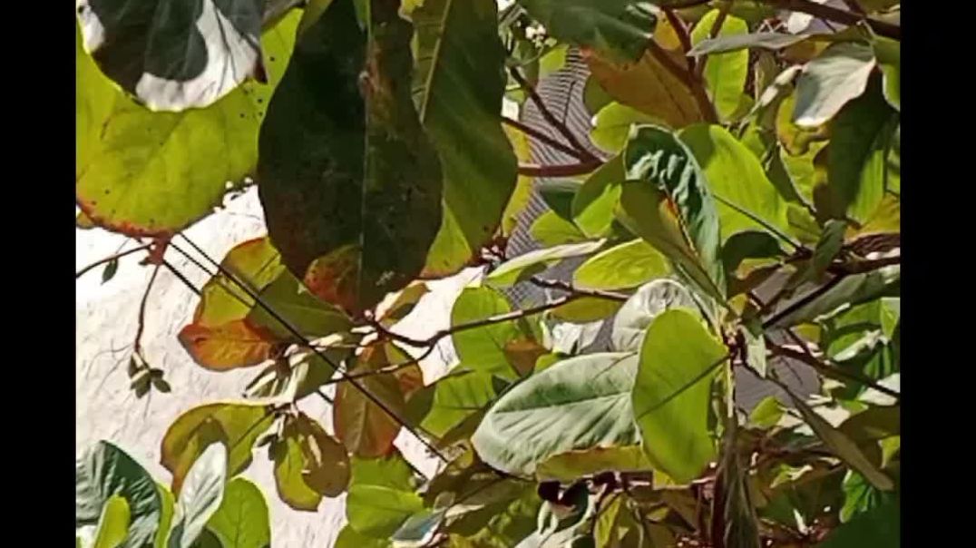 video_20251210_110421_edit