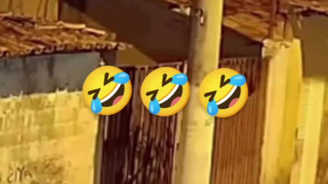 🤣🤣🤣🤣🤣funny_dog