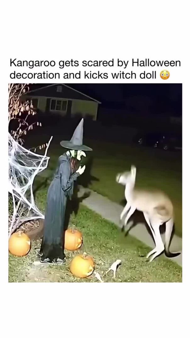 A kangaroo was caught on camera getting startled by a Halloween decoration before delivering a s
