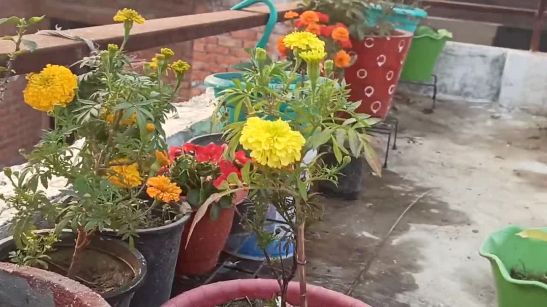 ⁣#My Lovely Garden #trendinggarden #Minigarden #tarracegarden