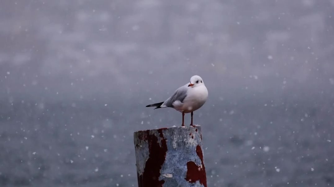 ⁣Beautiful Bird and 🦋 Insect wildlife 4k Ultra Video
