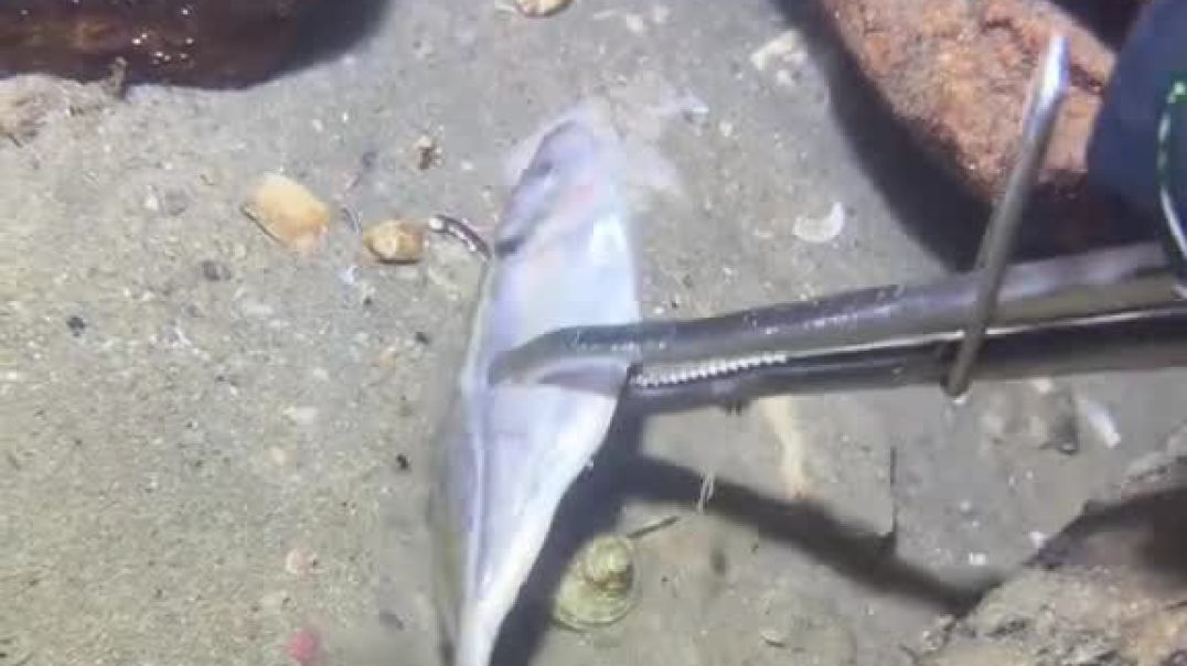 ⁣समुद्र के नीचे मछली पकड़ते हो the fish 🐠 man