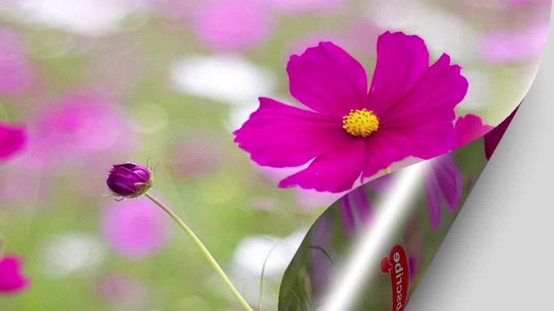 ⁣Motivational shorts video|motivational shorts|motivational quotes|hindi motivational shorts video|mo