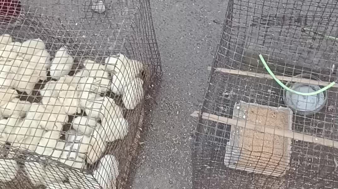 ⁣Bird 🐔🐦 for sale