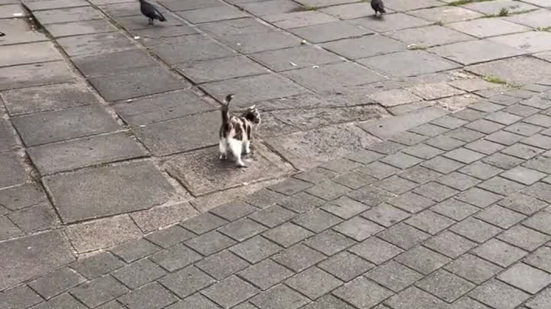 ⁣Funny cat baby 😂