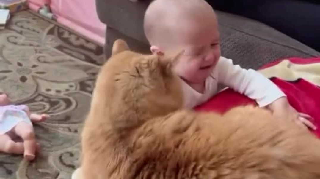 ⁣Funny cat reaction 😂😂