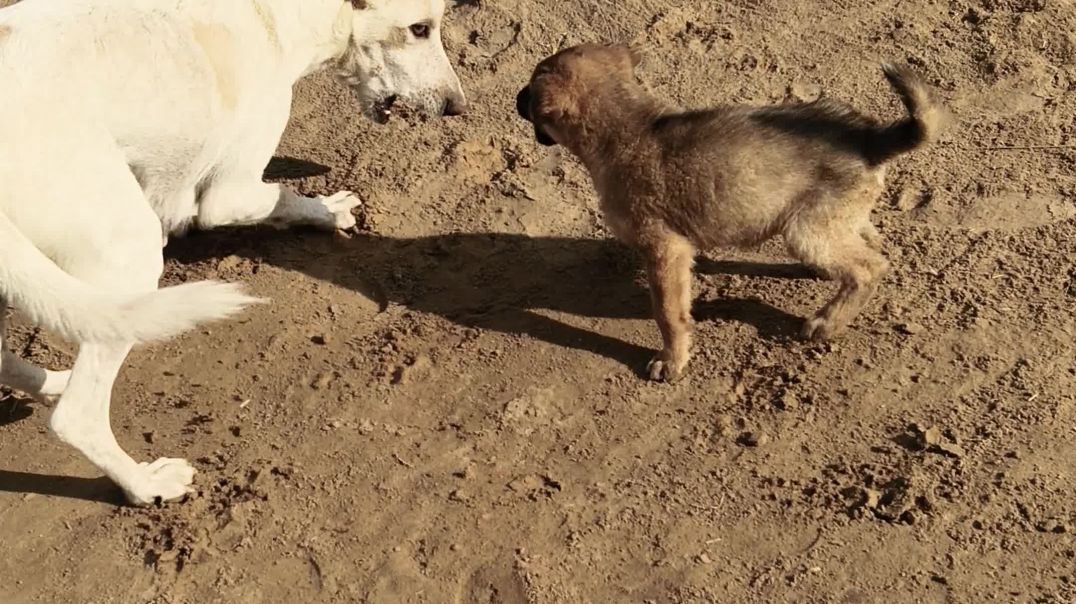 video_20251215_094635