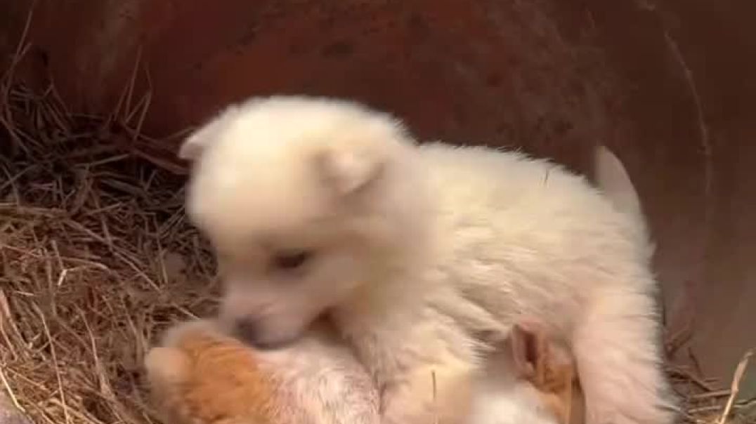 ⁣dogfunnnnns-20251227-0001