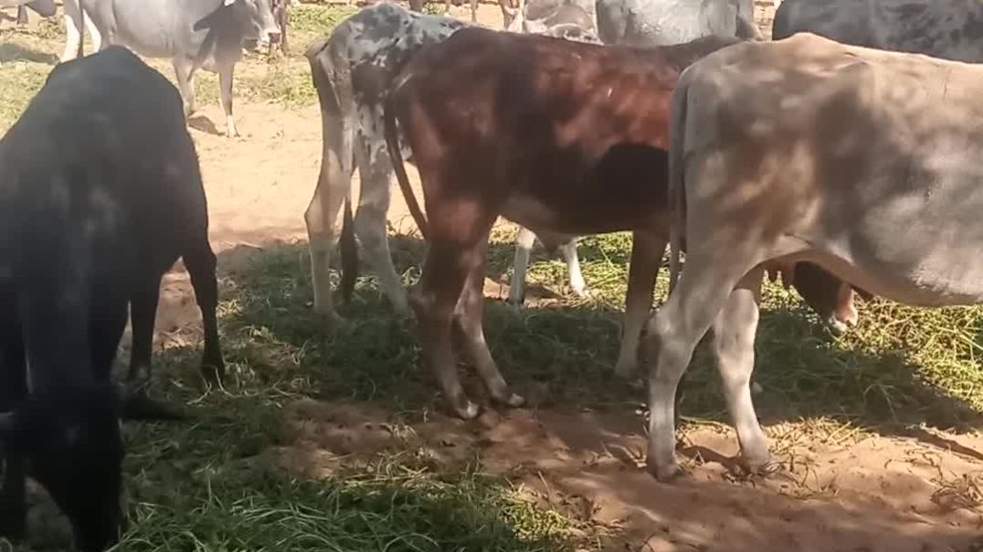 ⁣गांव में गौशाला भारतीय गौशाला