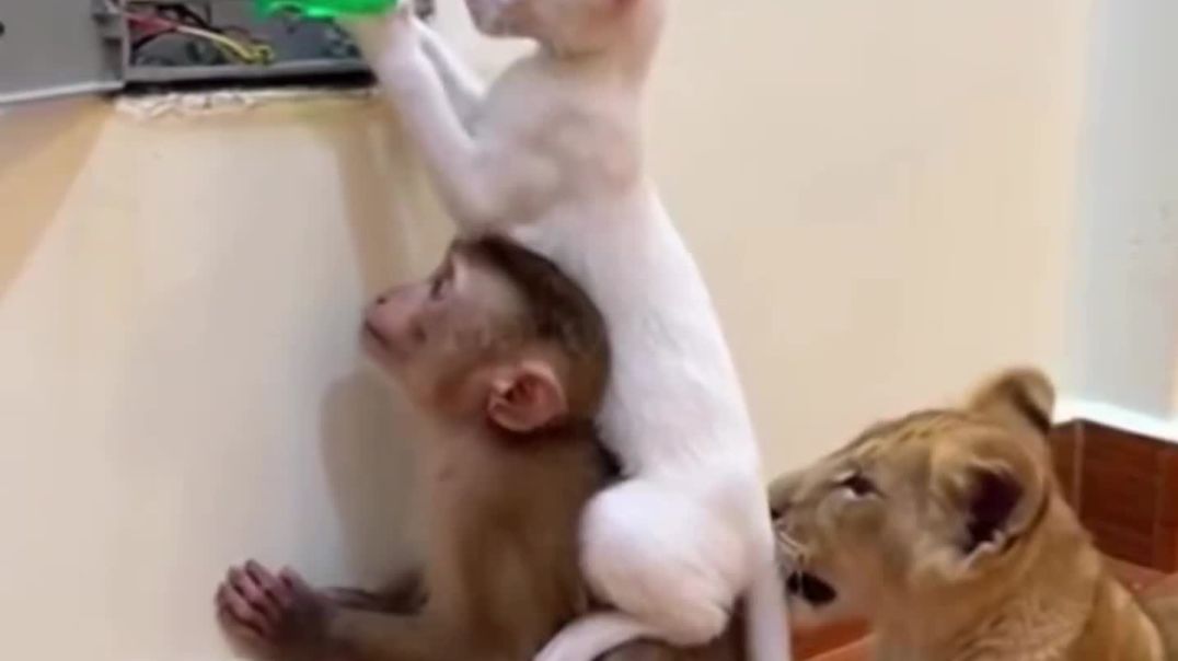 ⁣Funny cat video 😂😂