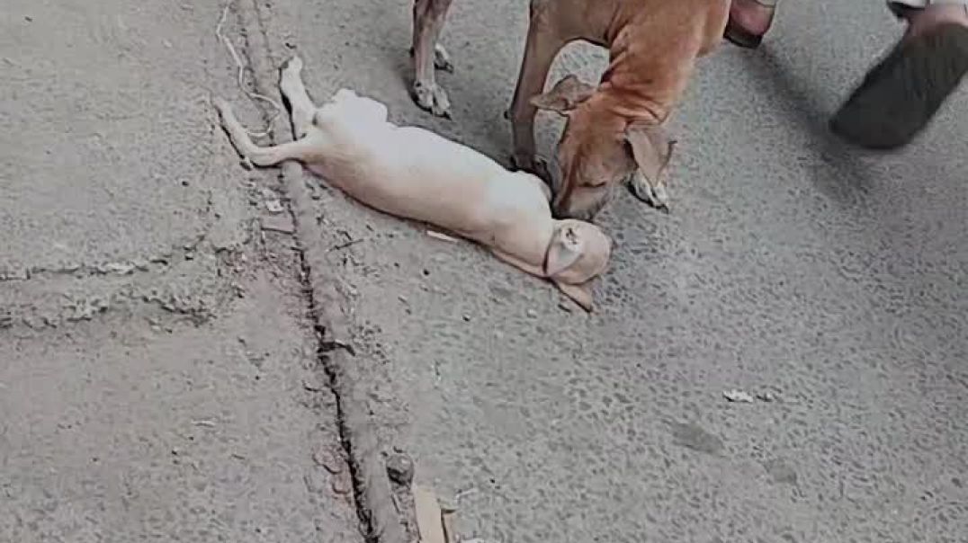 VID_20251209_200831_686