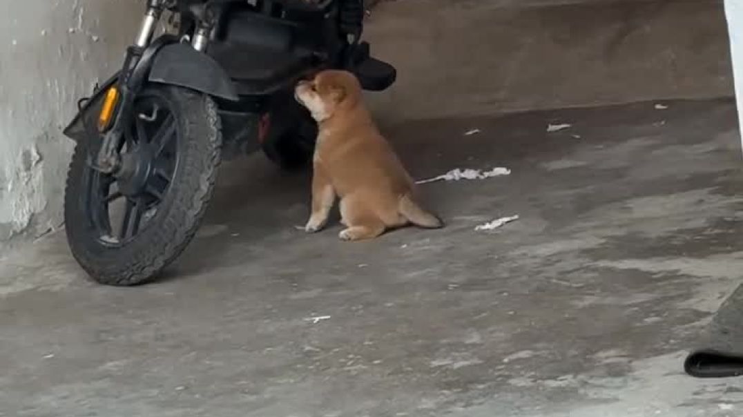 ⁣Cat vs puppy funny video 😂😂