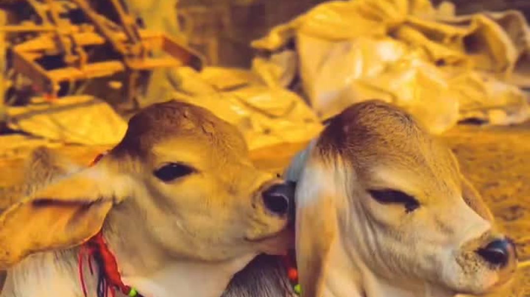 _storage_emulated_0_Android_data_com