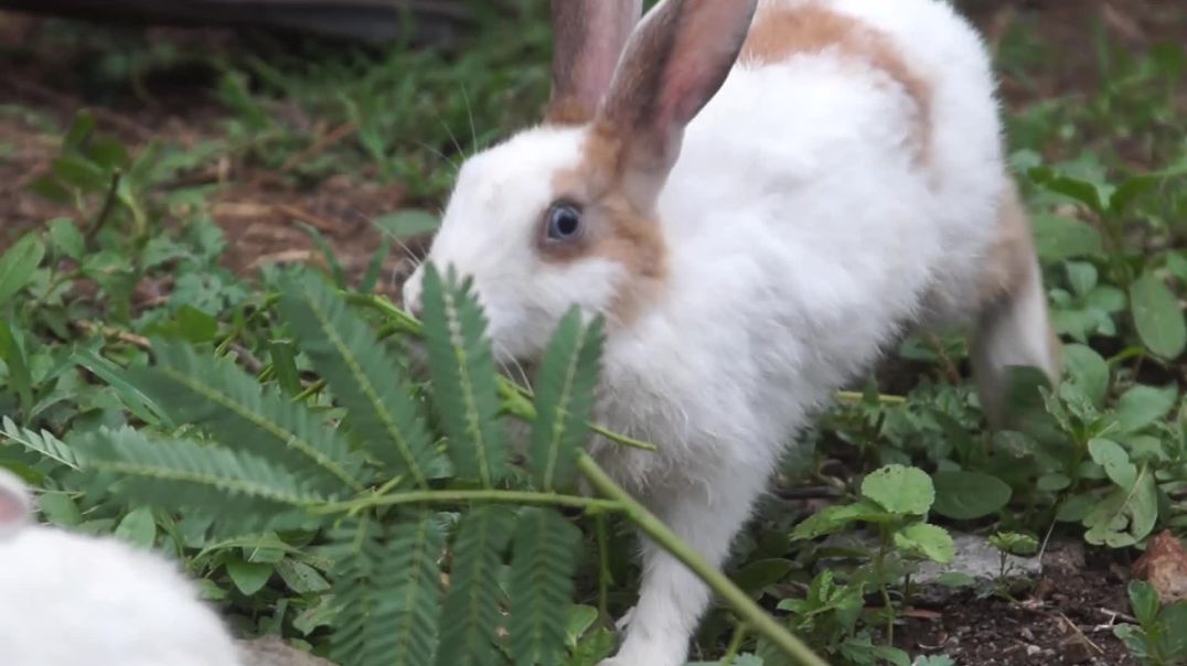 ⁣4821658-hd_1920_1080_24fps