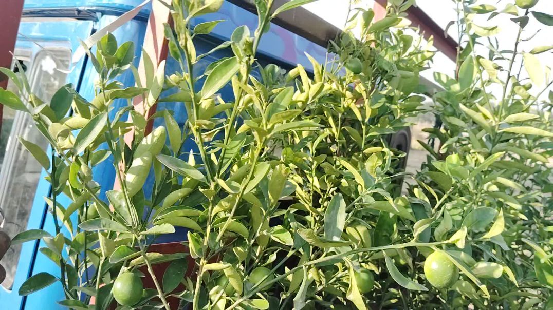 लेमन वैरायटी