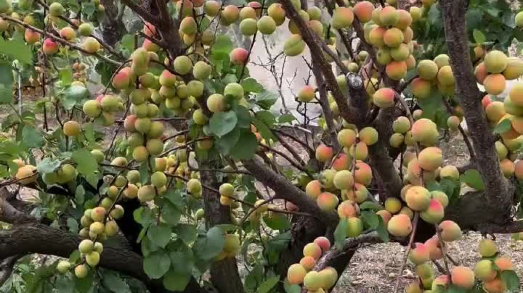 ⁣Apple plants ☘️☘️