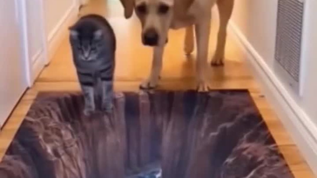 ⁣Funny cat video 🤣🤣