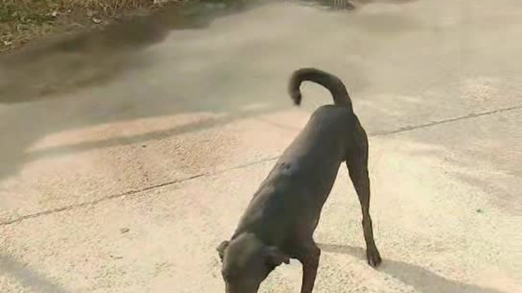 ⁣Do gang ki Hui aapas mein ladai ||दो गैंग की हुई आपस में लड़ाई