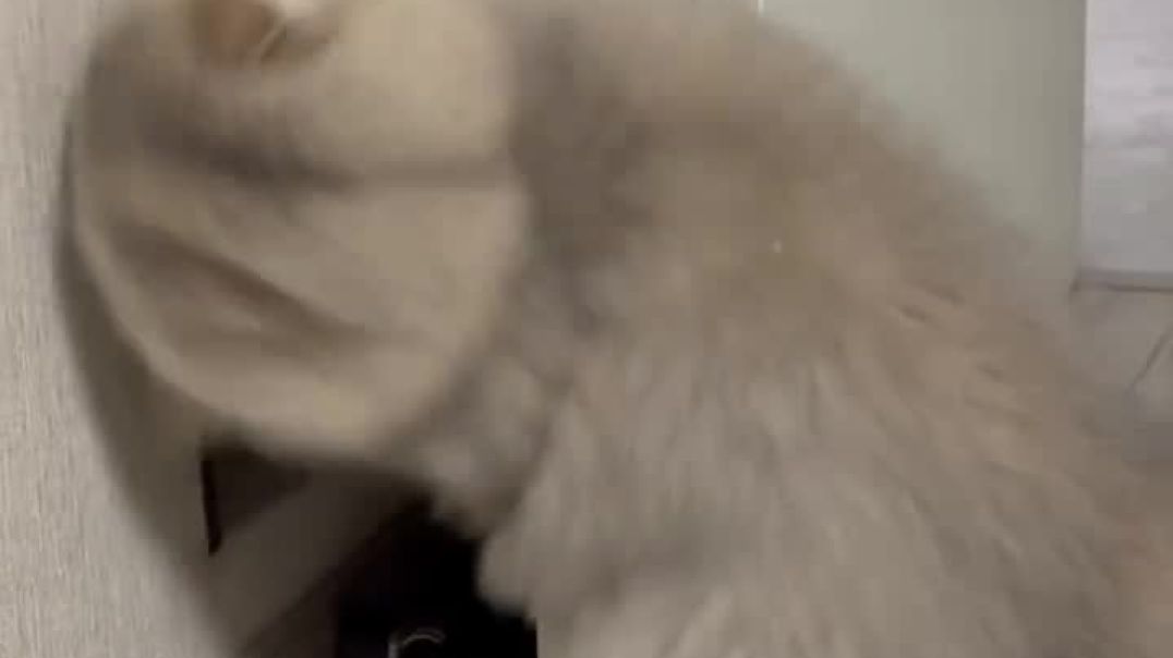 ⁣Funny cat video ❤️😂😂😺😿