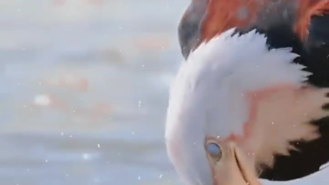 ⁣Eagle attitude sikar in fly moment